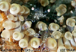 tiny shrimp on baby anemone, Nha Trang, Vietnam, Rainbow ... by Caroline Istas 